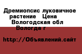 Дремиопсис луковичное  растение › Цена ­ 75 - Вологодская обл., Вологда г.  »    